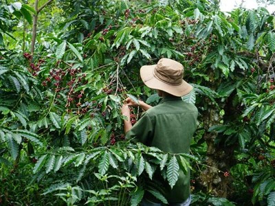The Future of Coffee Farming in Vietnam: A Sustainable Shift