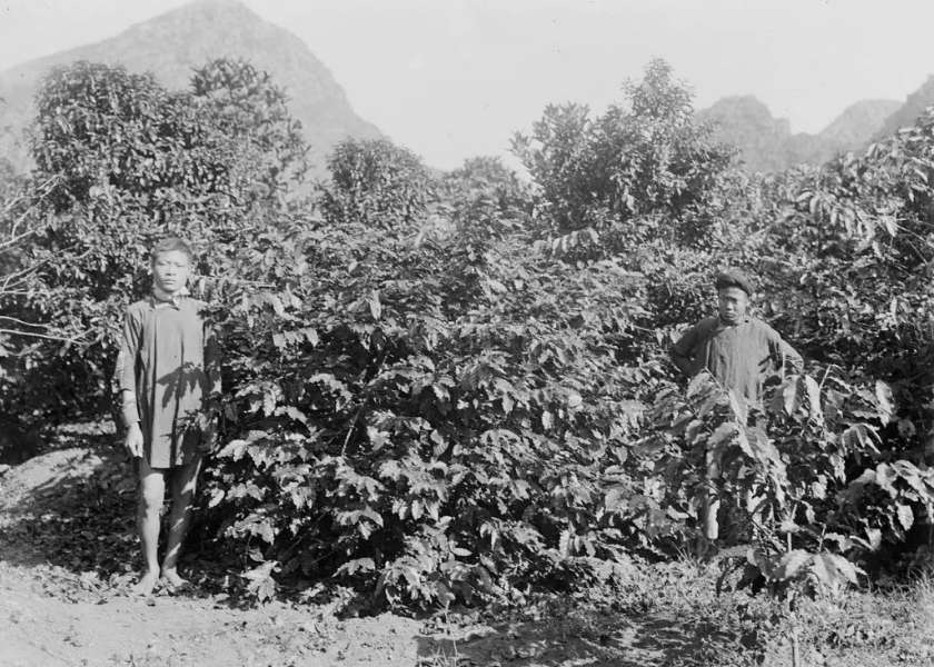 Image of Vietnamese farmers on French coffee hills