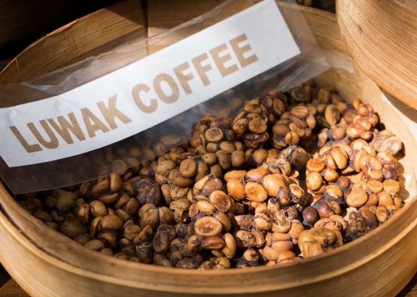 Civet coffee is actually made from the droppings of civets.